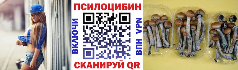 как найти наркотики  Чекалин  omg вход  Псилоцибиновые грибы Psilocybine cubensis 